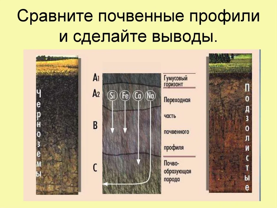 Профиль почвы. Мощность почвенного профиля. Строение и мощность почвенного профиля. Почвенный профиль это в географии. Строение и мощность почвенного профиля таблица.