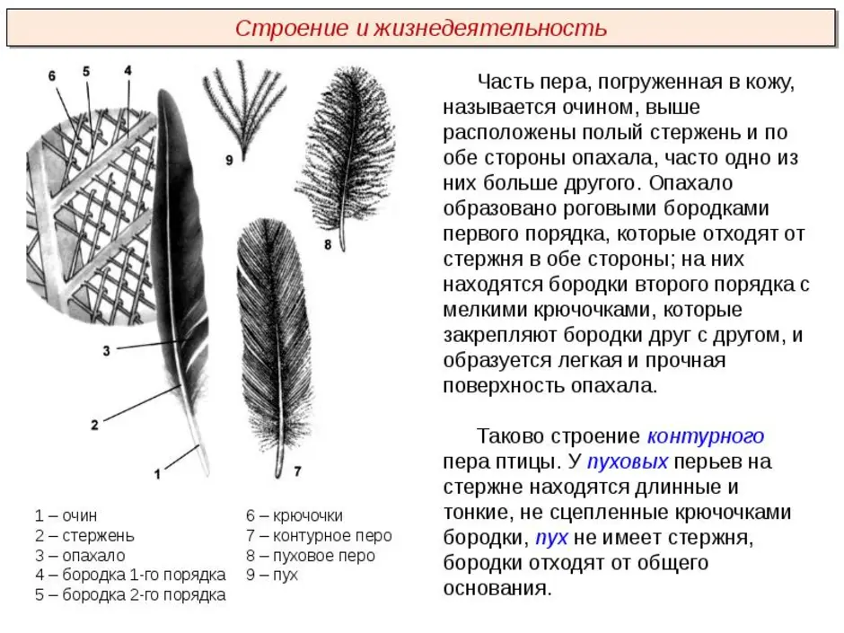 Схема строения контурного пера птицы