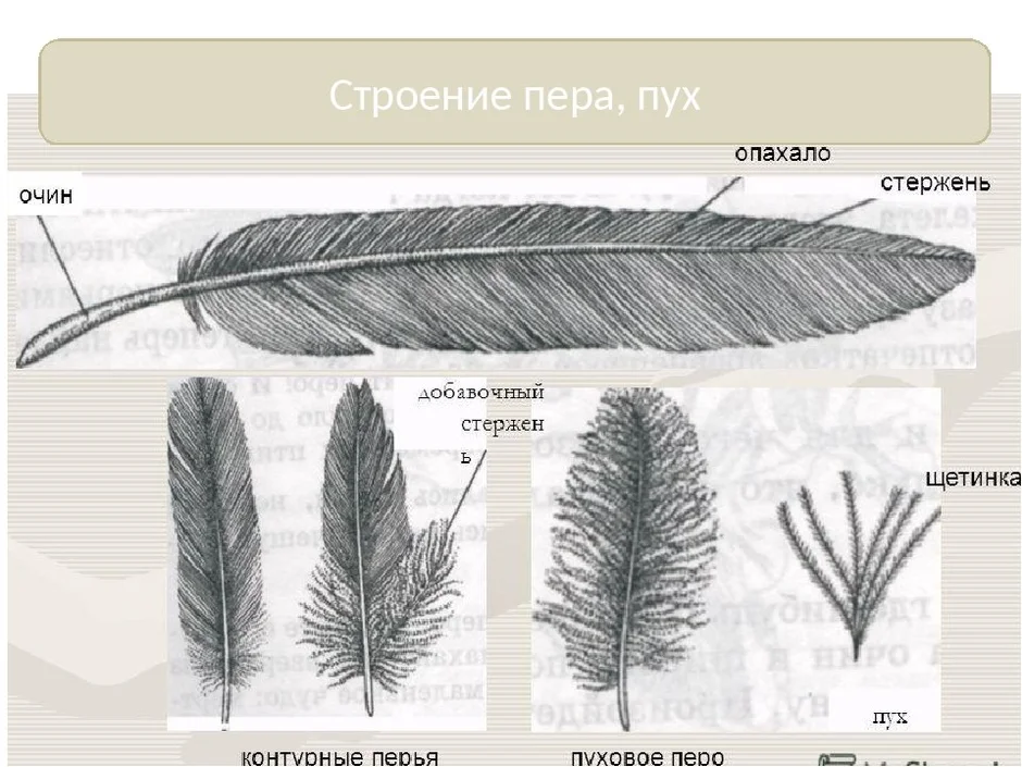 Контурное перо птицы строение и рисунок основные части