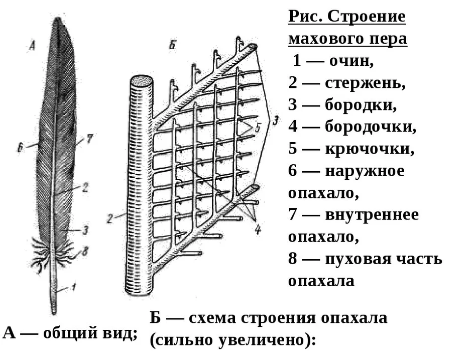 Схема строение пера птицы