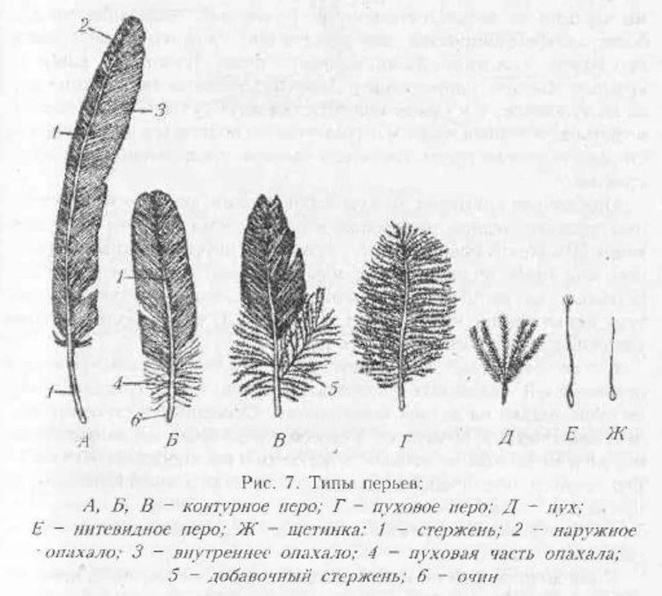 Типы перьев рисунок