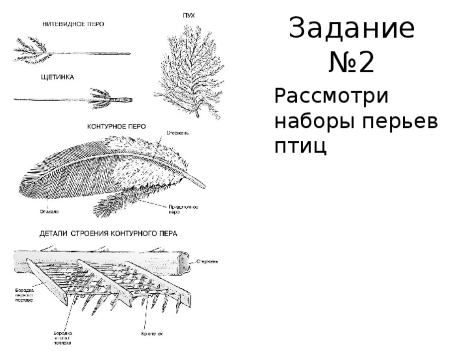 Строение пухового пера птицы рисунок с подписями