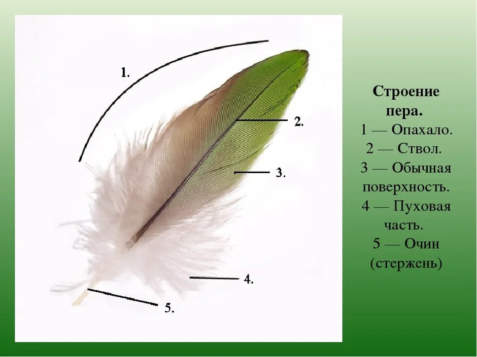 Рисунок контурного пера птицы с обозначениями