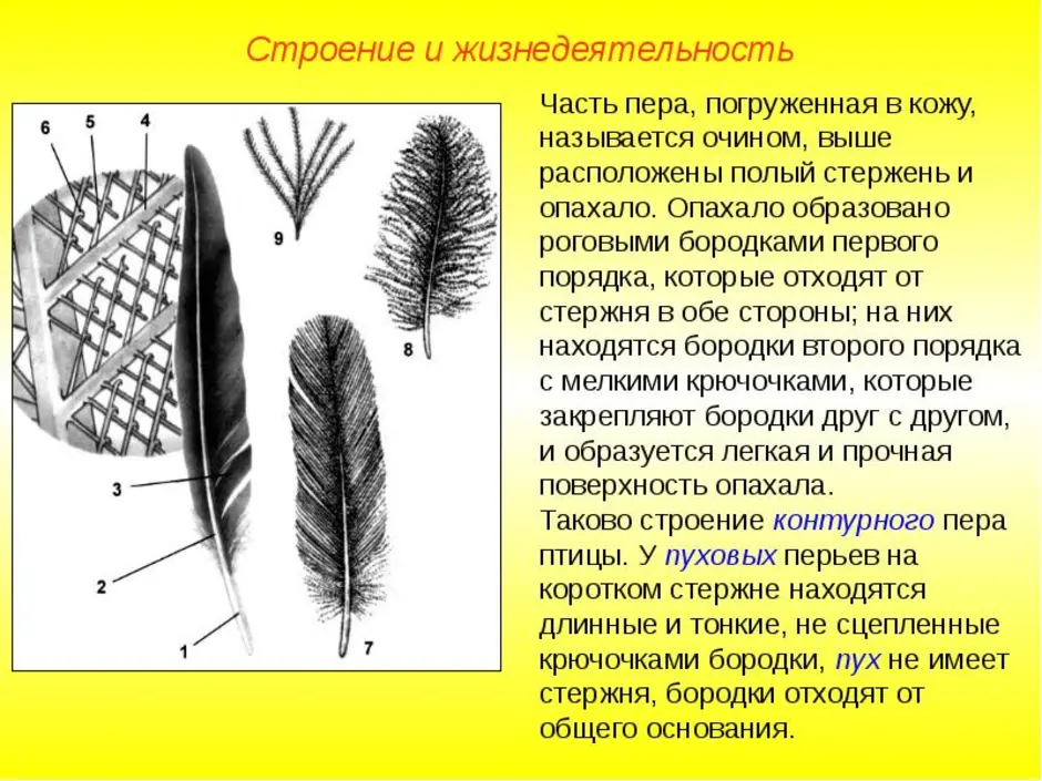 Строение пухового пера птицы рисунок с подписями