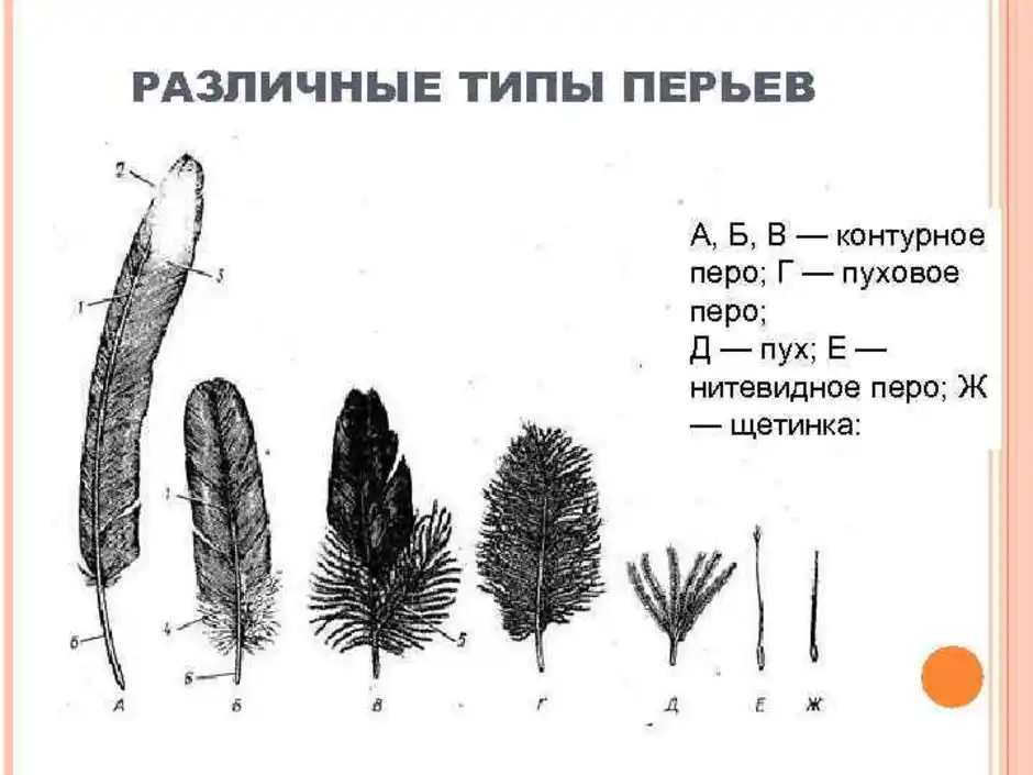 Рассмотрите перьевой покров птицы сделайте рисунки различных типов перьев