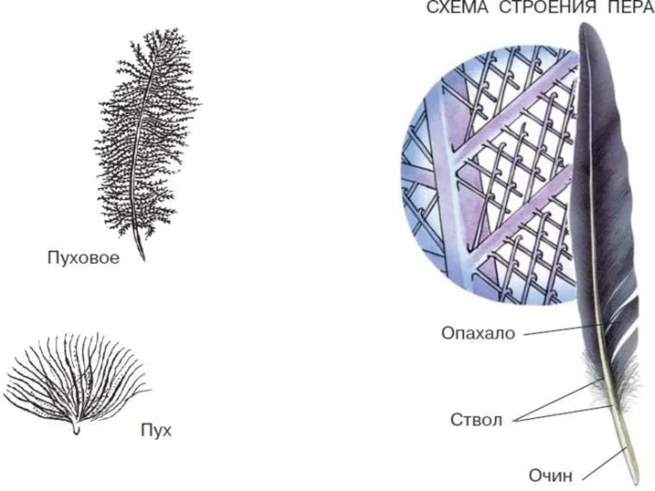 Строение пухового пера птицы рисунок с подписями