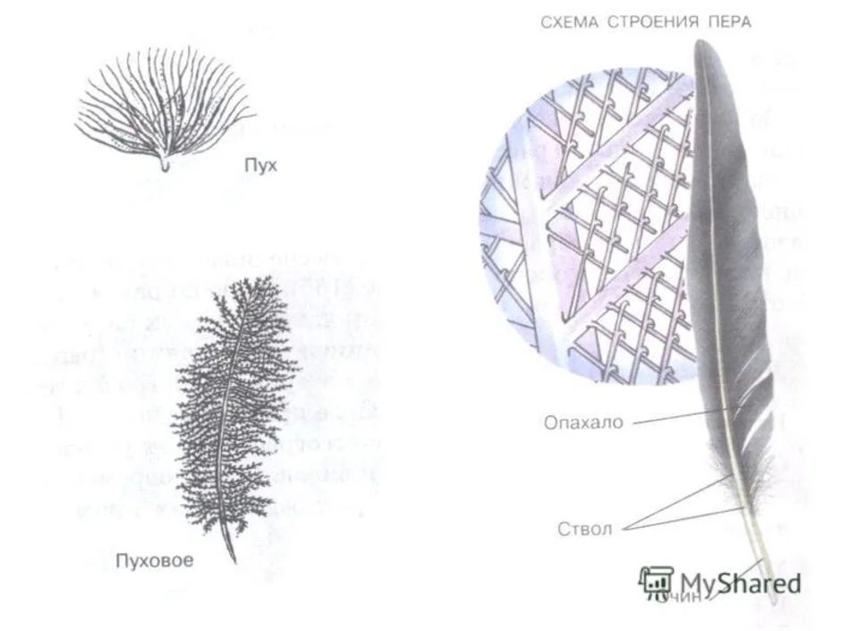 Строение пухового пера птицы рисунок с подписями