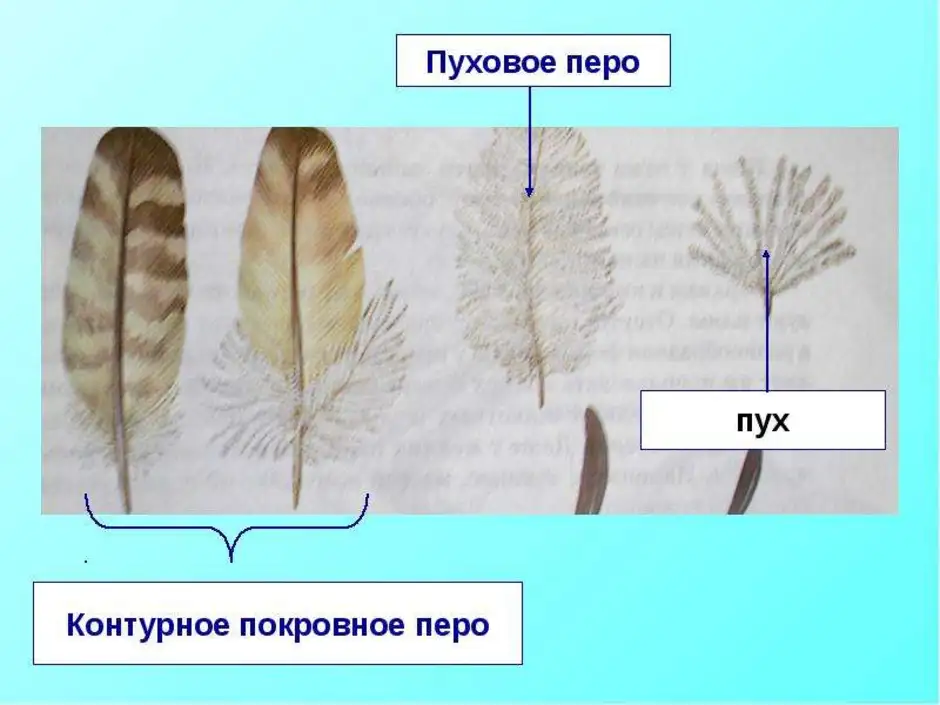 Широкая и мягкая часть пера называется. Пуховое перо птицы строение. Пуховые перья. Строение пухового пера. Строение контурного пера.