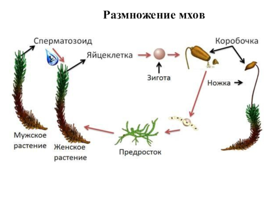 Гаметы высших споровых растений образуются в. Размножение мхов схема.