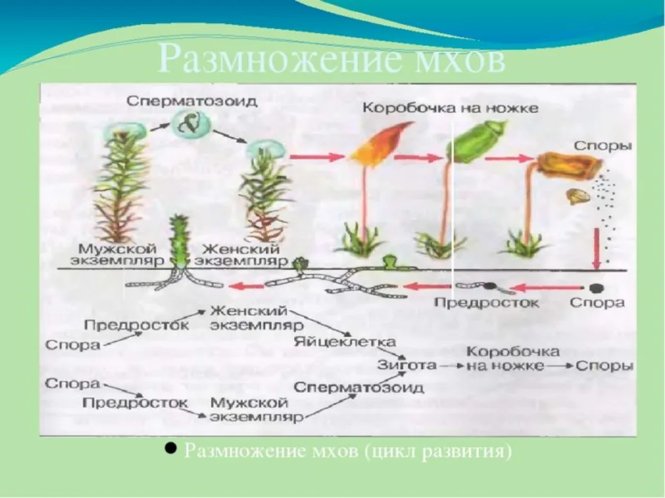 Схема развития мха