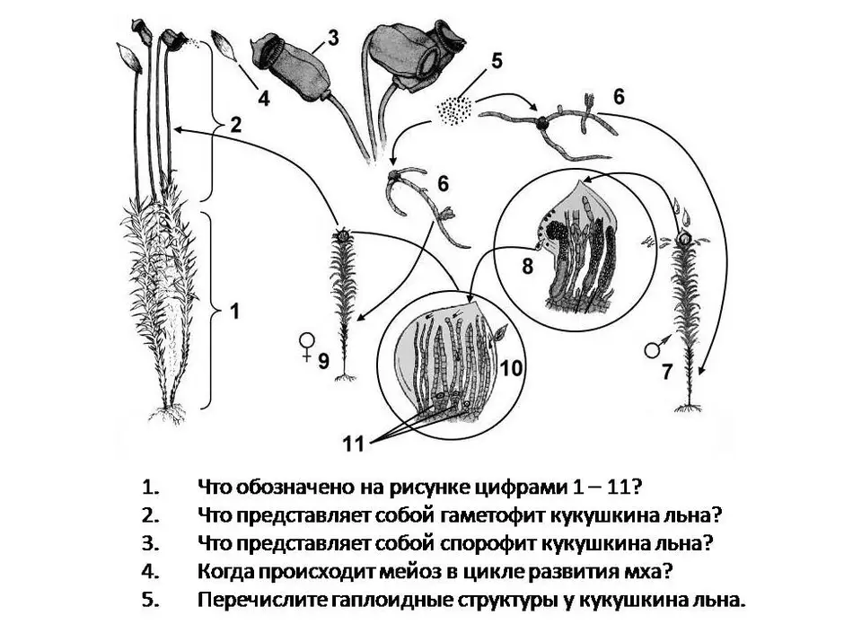 Жизненный цикл мха рисунок