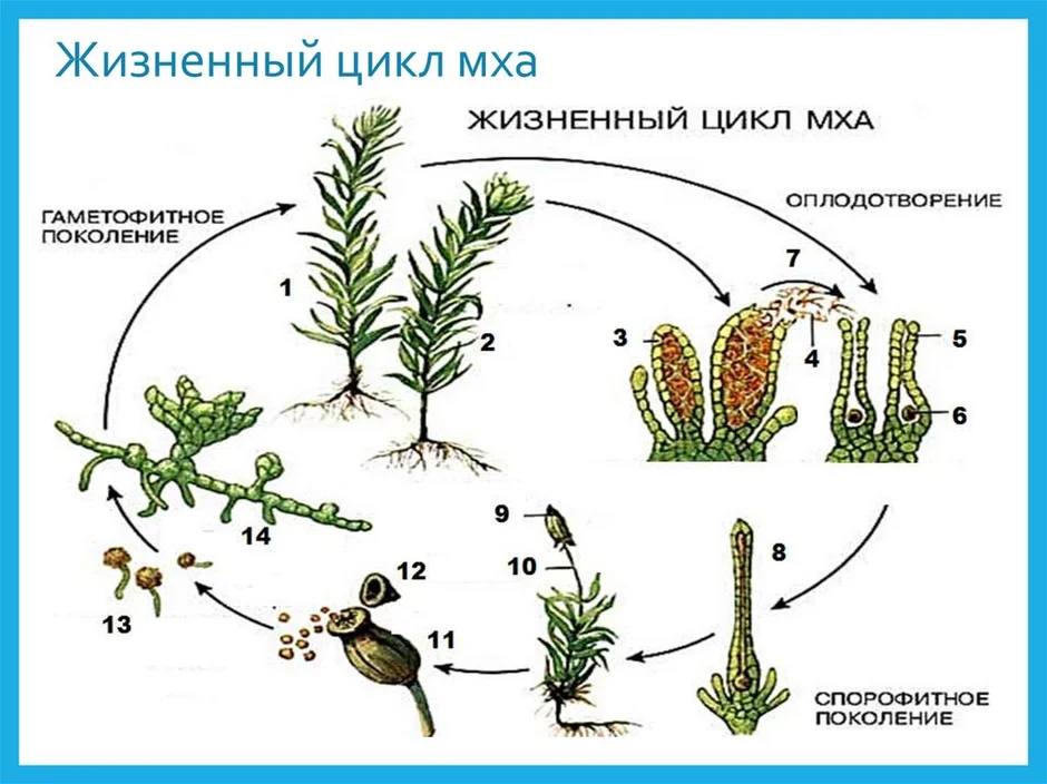 Цикл развития мха рисунок с подписями