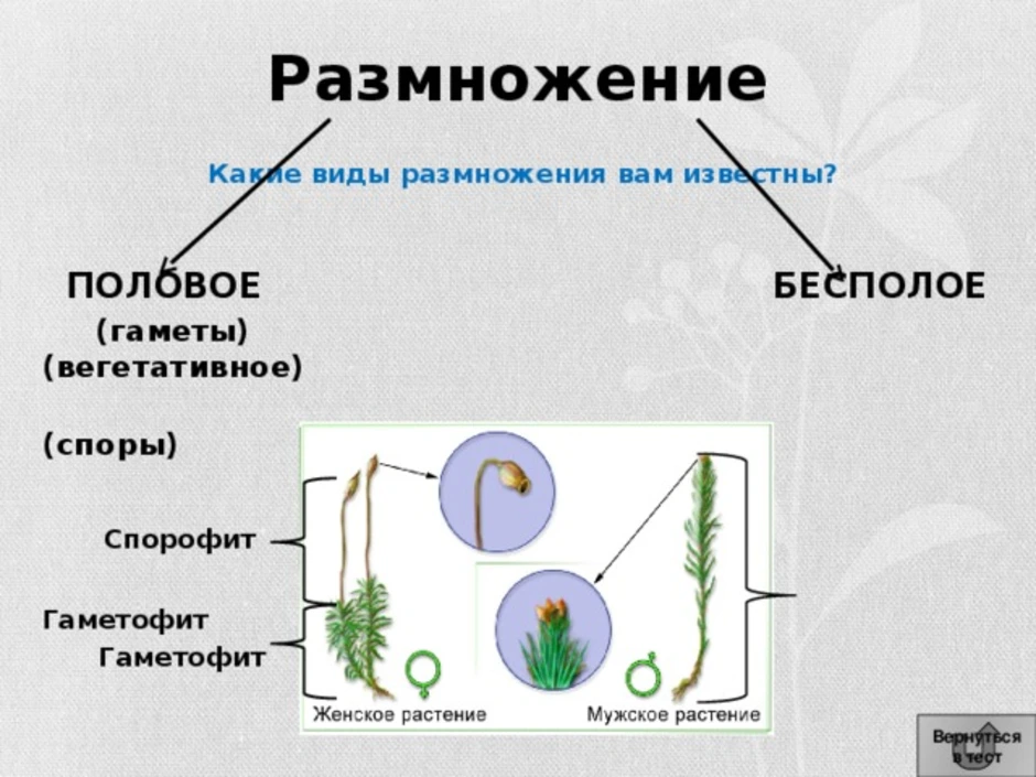 Чем является у водорослей гаметофит. Бесполое размножение мхов. Размножение мхов схема гаметофит и спорофит. Гаметофит гаметы спорофит споры. Схема полового размножения мхов.