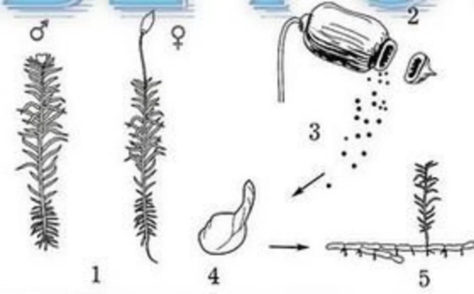 Мхи размножаются. Рисунок размножение сфагнума. Размножение мха Кукушкин лен схема без подписи. Схема развития мха биология 6 класс. Схема размножения мхов 7 класс.