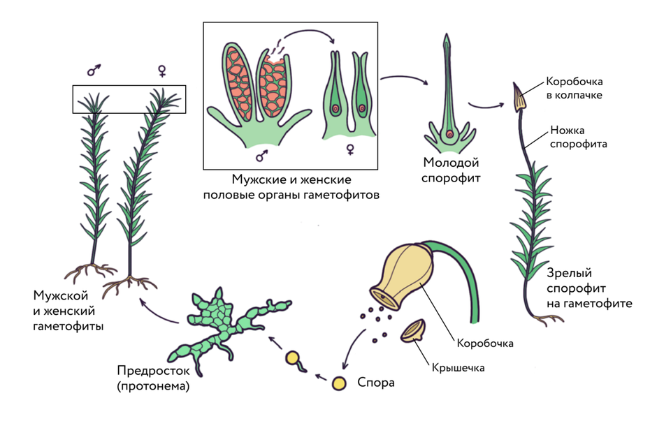 Жизненный цикл мхов схема