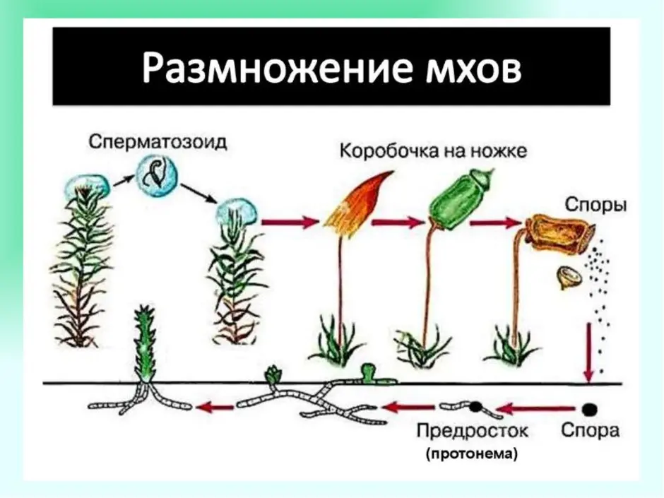 Цикл развития сфагнума схема