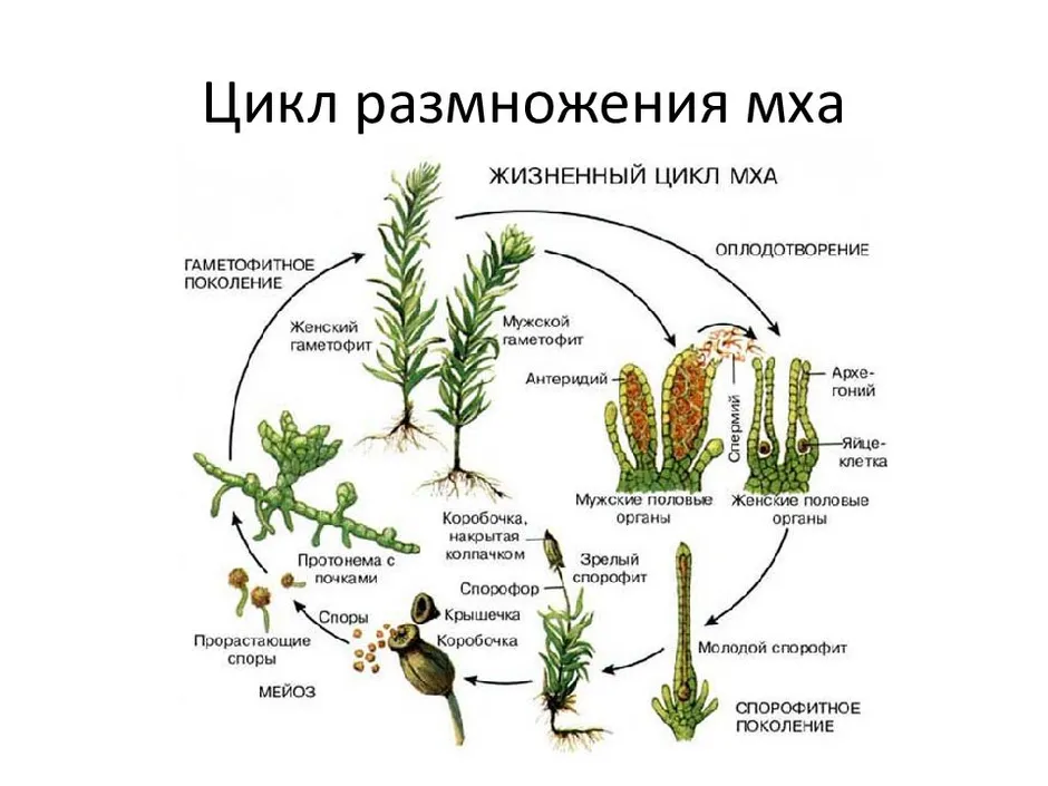 Рисунок кукушкин лен биология