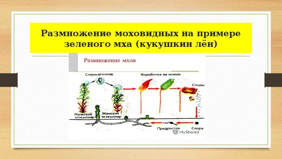 Размножение кукушкина льна рисунок с подписями