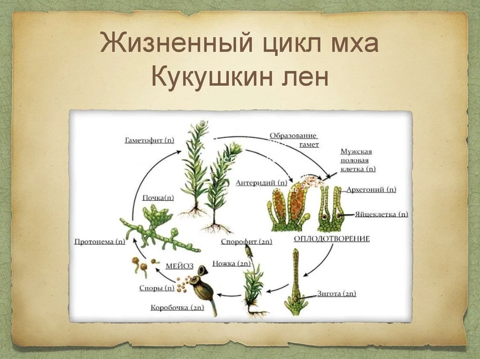 Цикл развития мхов на примере кукушкина льна схема