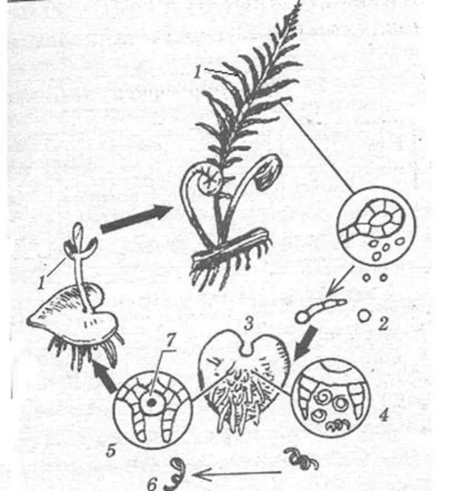 1 листья на рисунке обозначены цифрой. Схема развития папоротника биология. Цикл папоротника схема ЕГЭ. Гаплоидные стадии развития папоротника схема. Цикл развития папоротника гаплоидные стадии.