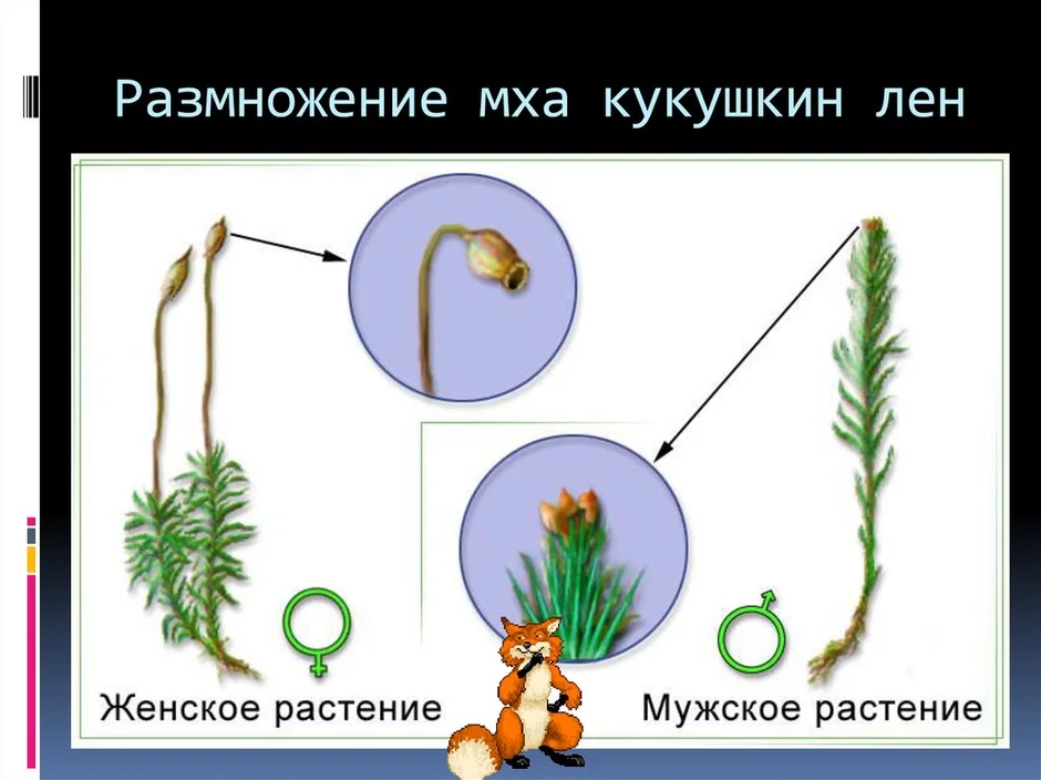 Споры мха рисунок