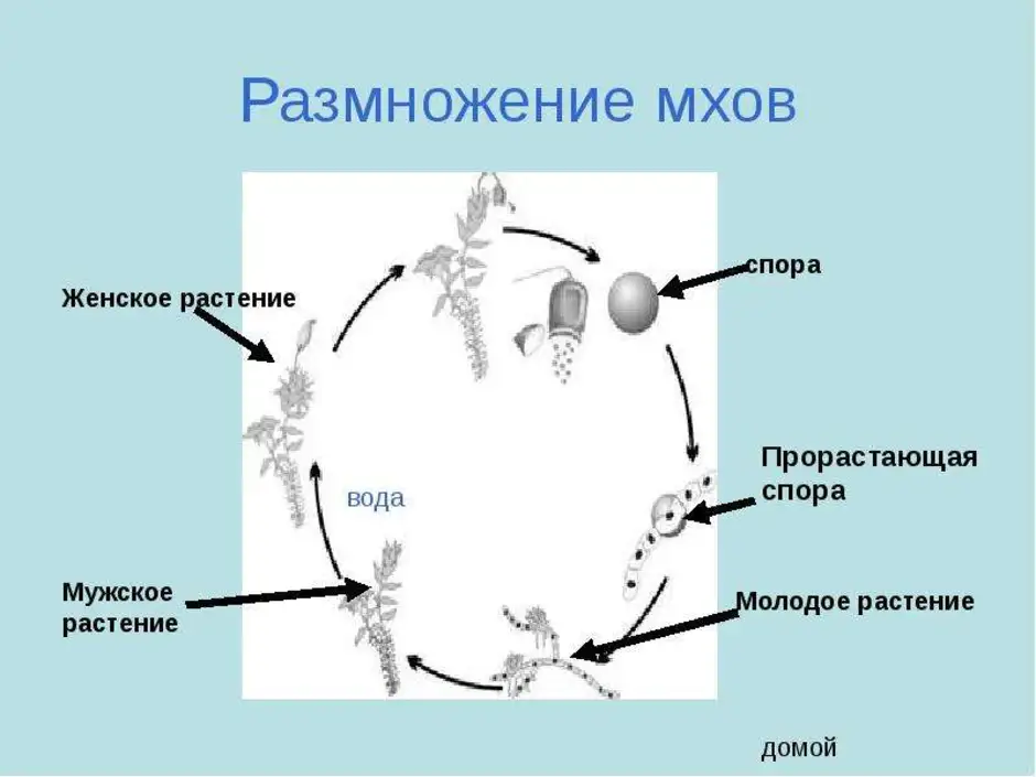 Половое размножение мхов. Цикл размножения мхов 7 класс. Схема полового размножения мхов. Размножение моховидных схема. Половое размножение мхов схема.