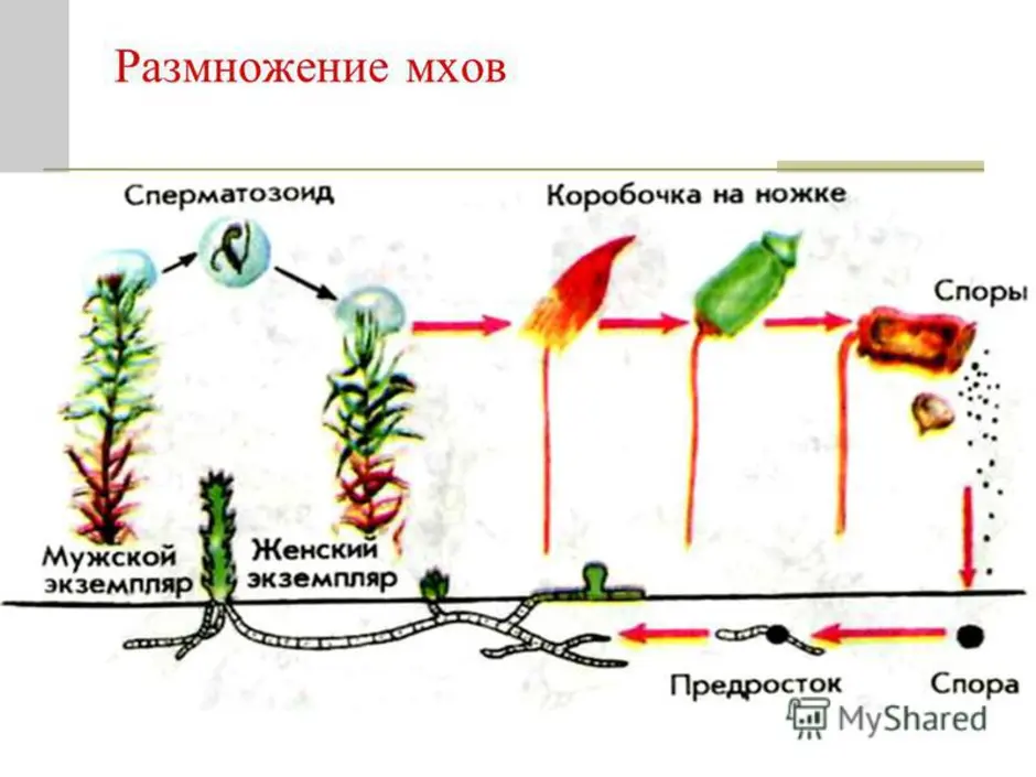 Оплодотворение мхов. Размножение мхов схема. Цикл размножения мхов схема. Схема полового размножения мха Кукушкин лен. Размножение мхов цикл развития.