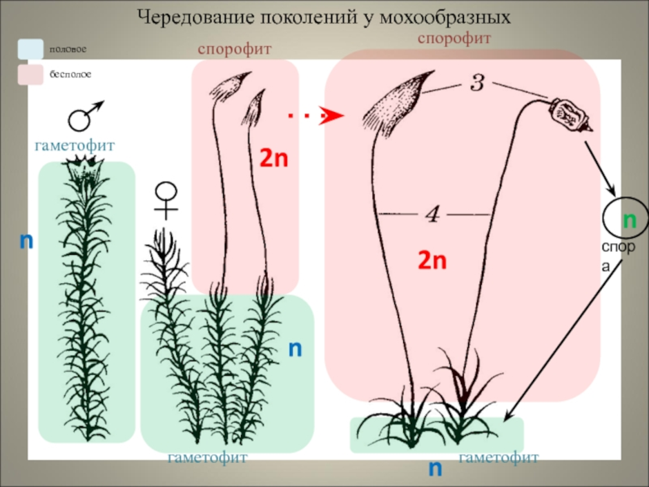 Споры мха рисунок