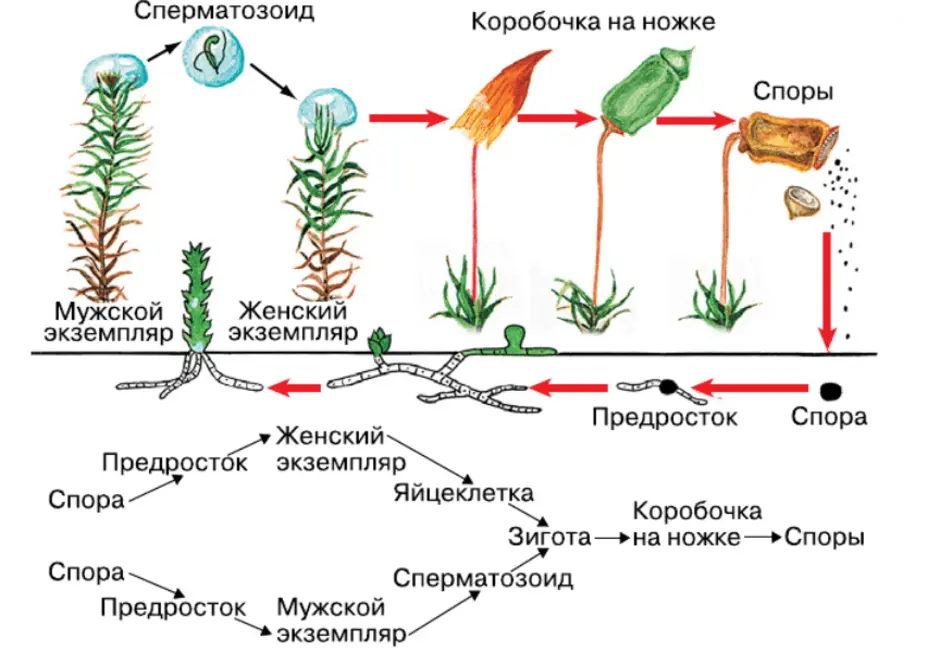Ножка спорофита. Жизненный цикл Кукушкина льна схема. Развитие мха Кукушкин лен схема. Размножение моховидных растений. Жизненный цикл мха Кукушкин лен схема.