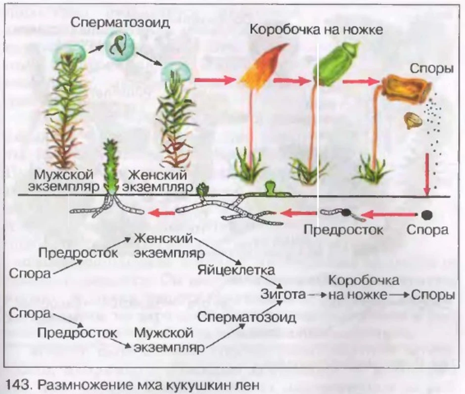 Цикл развития моховидных схема