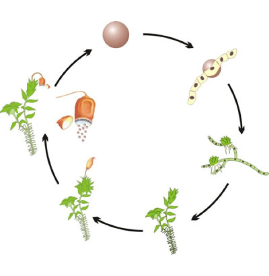 Рисунок жизненного цикла растения. Жизненный цикл Кукушкина льна без подписей. Размножение и жизненный цикл мхов. Размножение мхов цикл развития. Цикл развития мха без подписей.