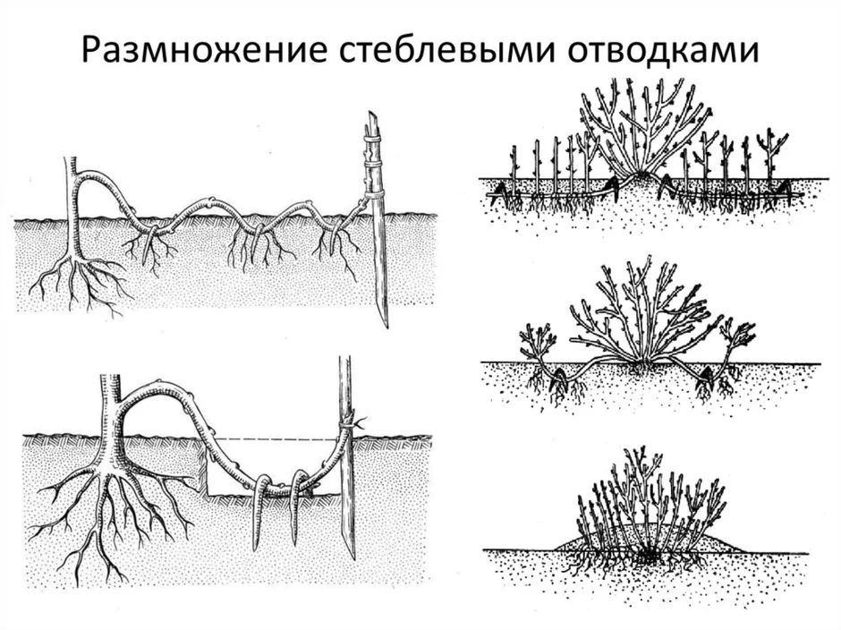 Вегетативное размножение отводками рисунок