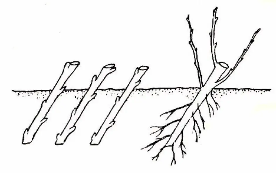 На рисунке изображены листовые черенки отводки стеблевые черенки корневые черенки