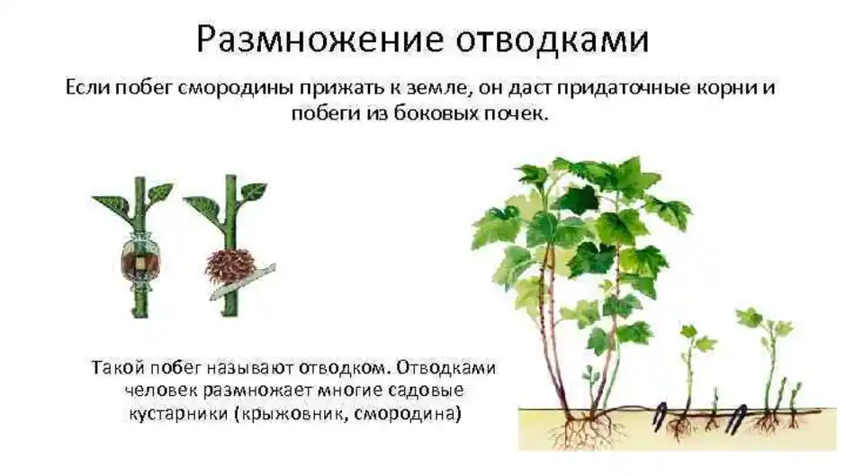 Размножение 2 способами людей. Отводками способ бесполого размножения. Процесс вегетативного размножения отводками. Порядок пунктов вегетативного размножения. Бесполое размножение отводки.