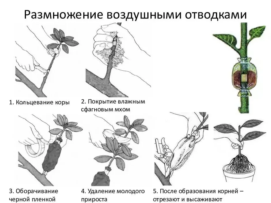 Размножить картинку онлайн