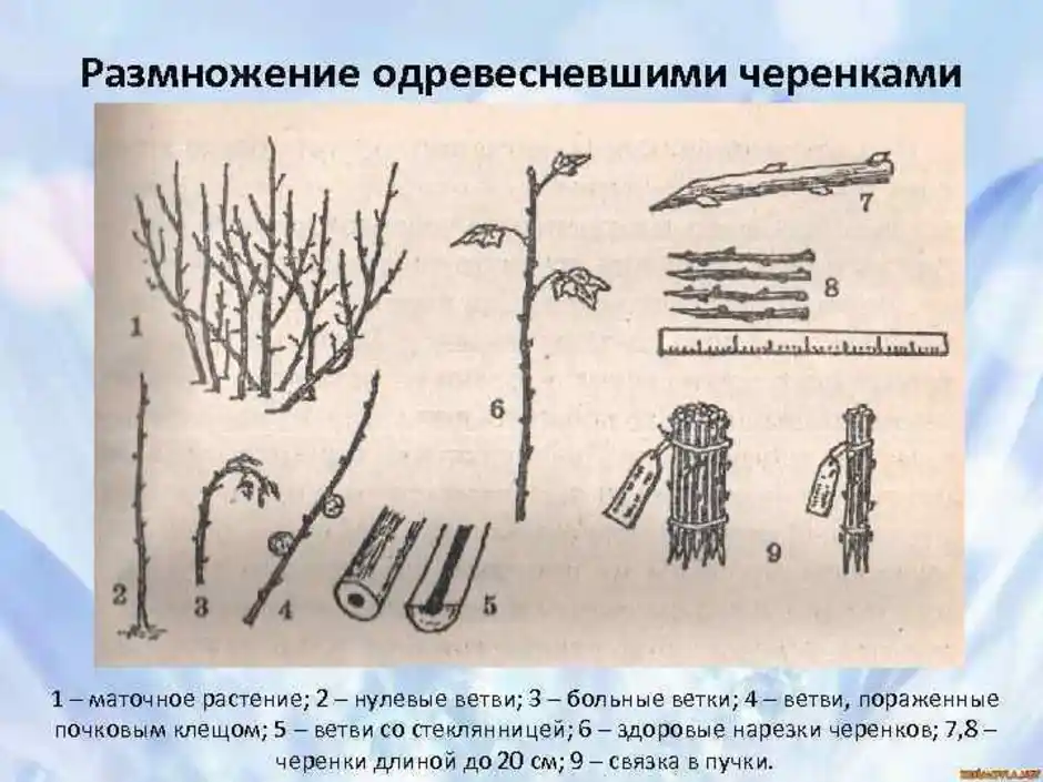 Размножение укоренением черенков. Размножение одревесневшими (зимними) черенками. Стеблевые черенки вегетативное размножение. Размножение смородины стеблевыми черенками.