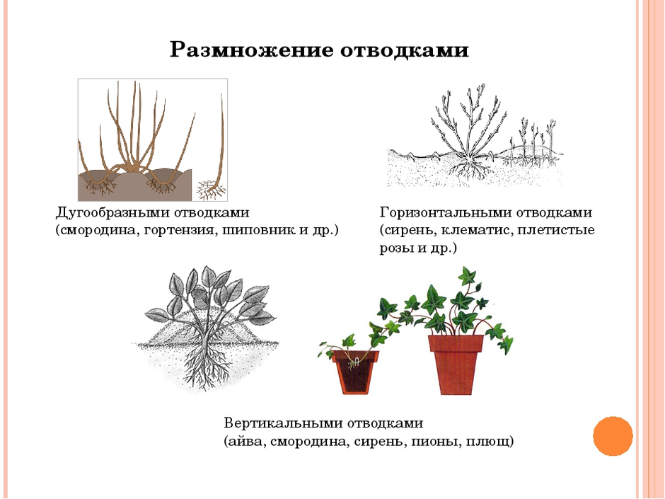 Вегетативное размножение отводками рисунок