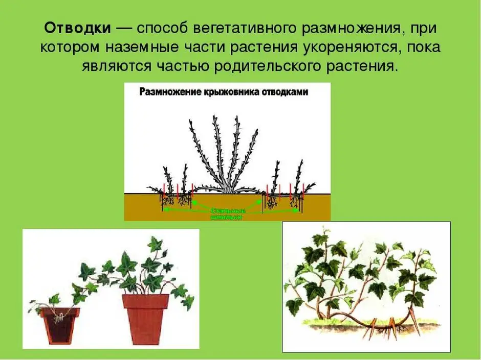 Вегетативное размножение отводками рисунок