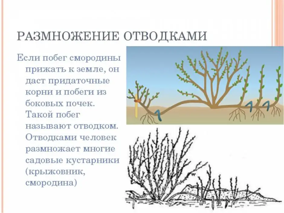 Вегетативное размножение отводками рисунок