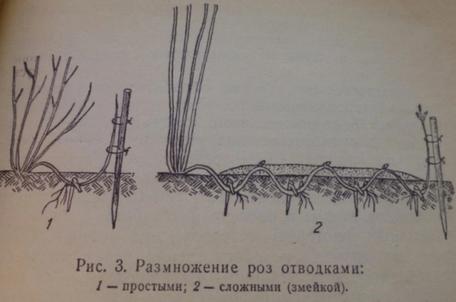 Как размножить плетистую розу черенками летом. Черенкование плетистой розы летом. Черенкование плетистой розы весной. Размножение плетистой розы отводками. Размножить плетистую розу черенками.