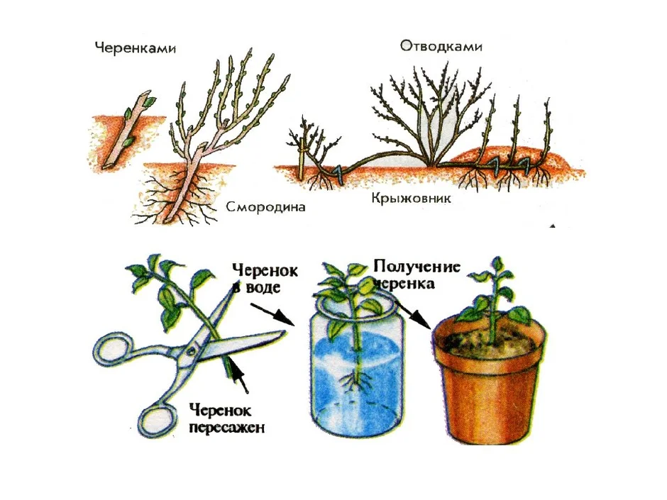 Размножение черенками рисунок