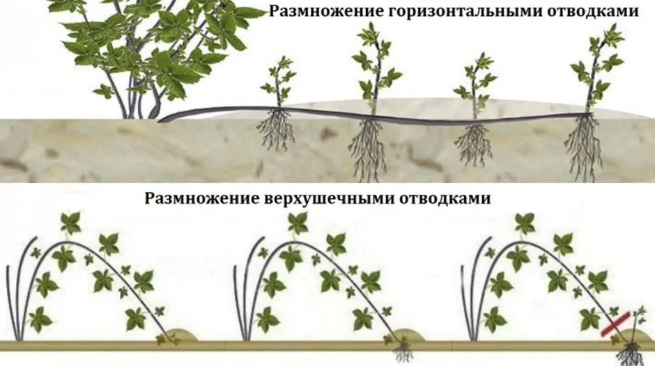 Размножения ремонтантной. Размножение ежевики отводками. Размножение ежевики отводками осенью. Размножение бесшипной ежевики верхушечными отводками. Ежевика бесшипная размножение.