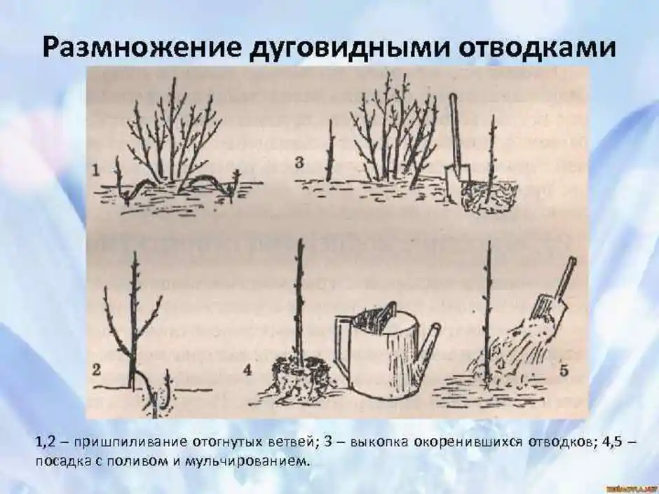 Вегетативное размножение отводками крыжовника. Размножение дуговидными отводками. Размножение роз корневыми отпрысками. Вегетативное размножение отводками. Размножение гортензии отводками.