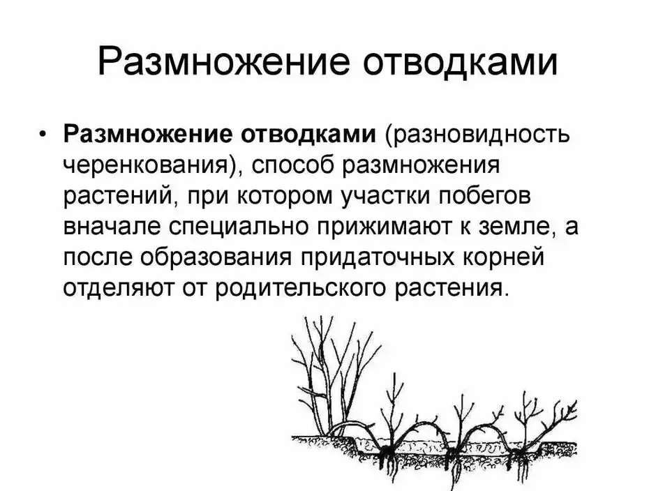 Вегетативное размножение отводками рисунок