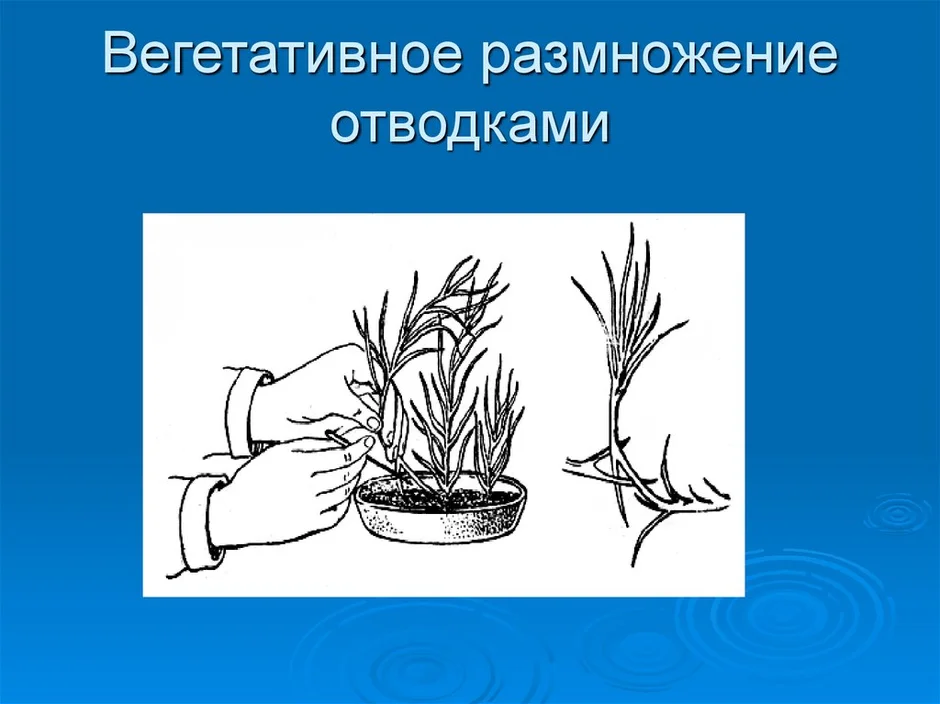 Рассмотрите рисунок с изображением вегетативного размножения комнатного растения