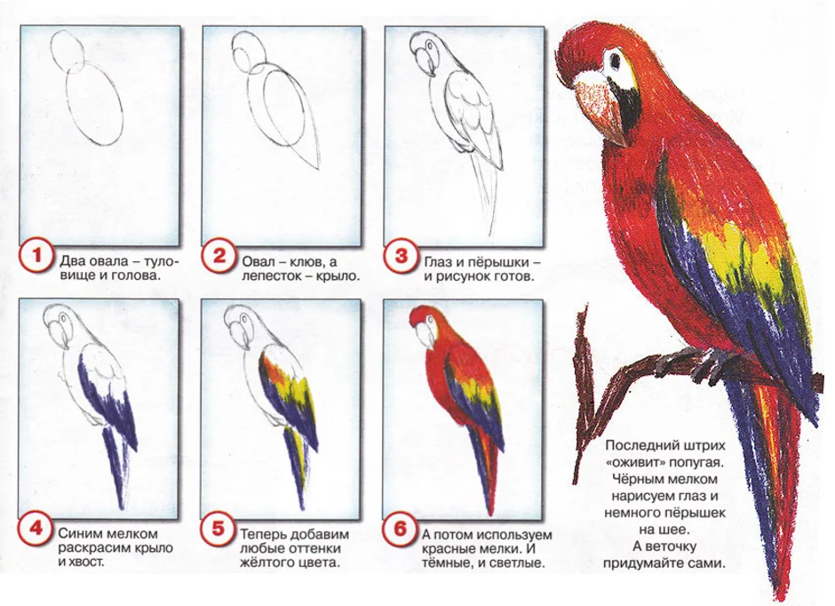Попугай рисунок 3 класс