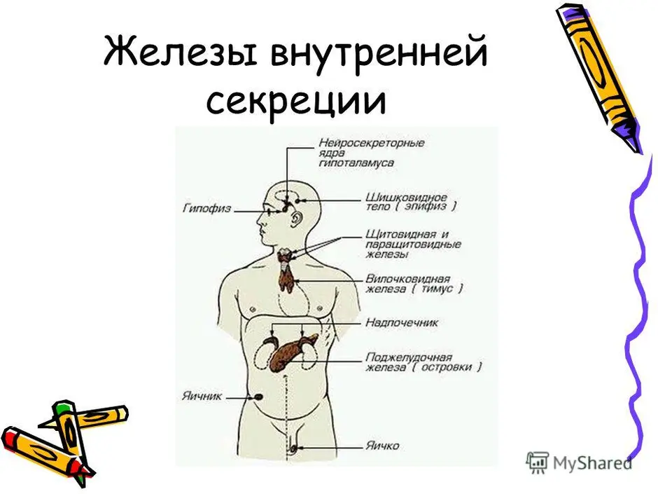 Рассмотрите рисунок изображающий железы человека напишите их названия