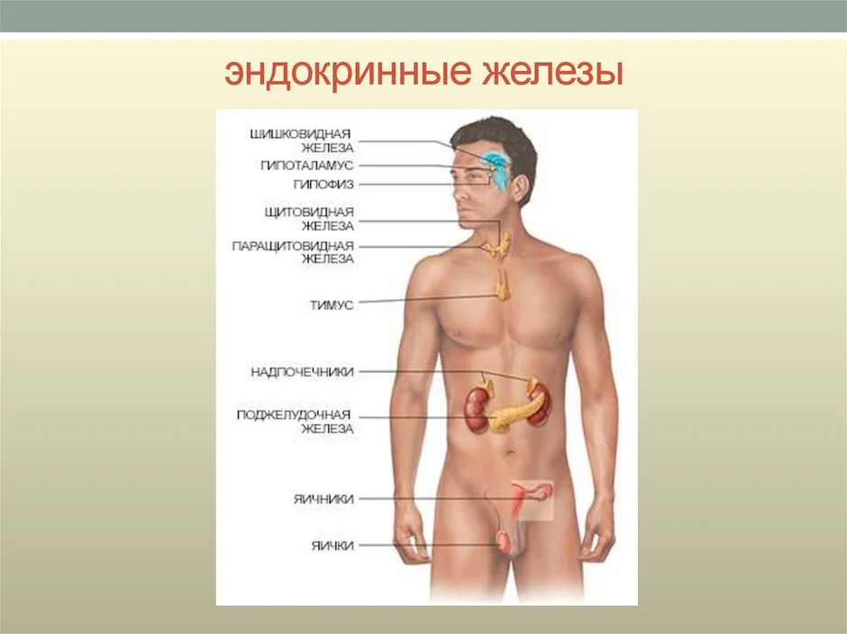 Железы человека картинка с подписями