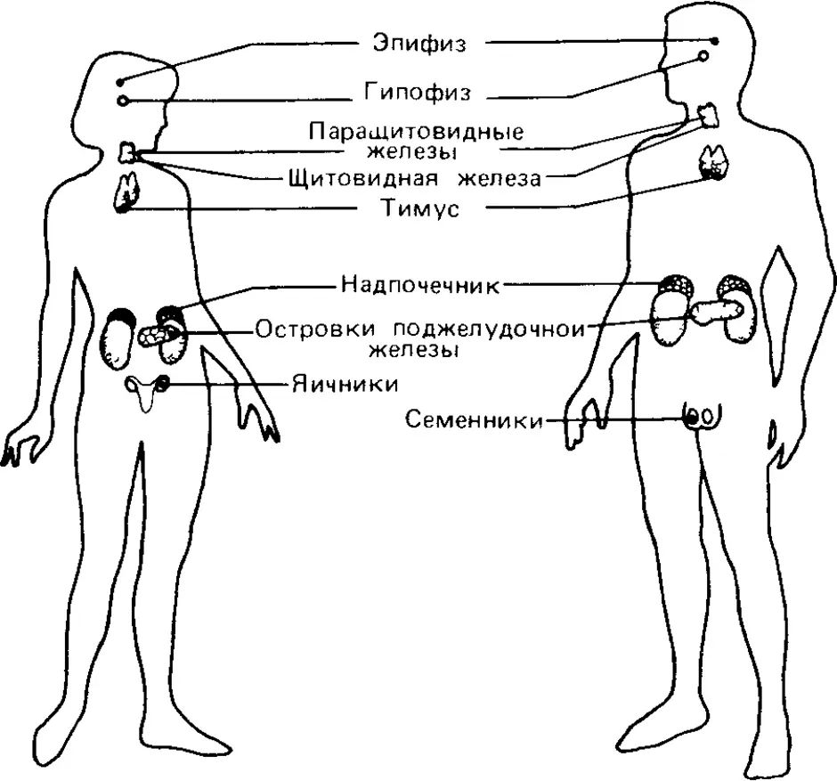 Расположение желез внутренней и смешанной секреции рисунок