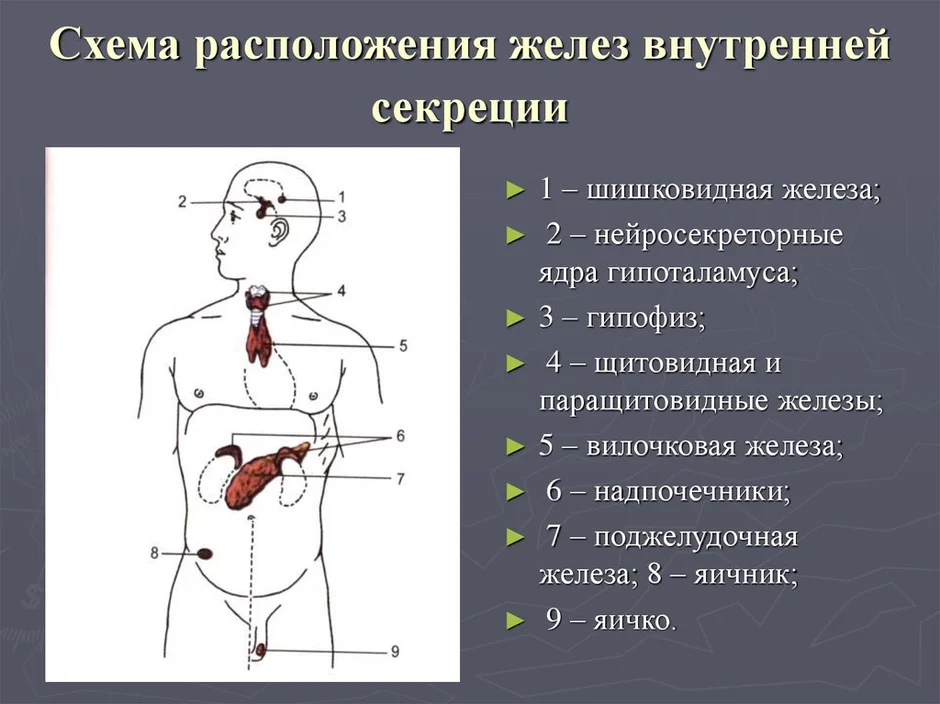 Укажите железы по изображению